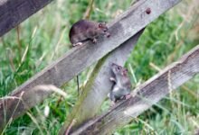 Keeping Rodents at Bay in Rural Soledade Rs