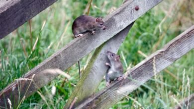 Keeping Rodents at Bay in Rural Soledade Rs