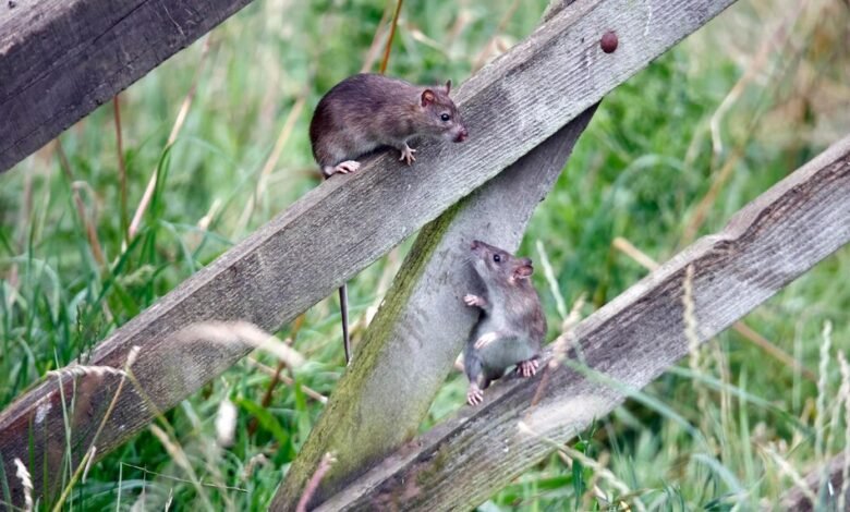 Keeping Rodents at Bay in Rural Soledade Rs