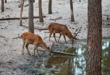 Navigating the Complex Waters of Brown Deer LLC Bankruptcy